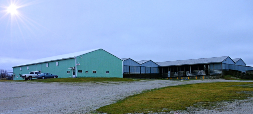 Springville Feeder
Auction Association