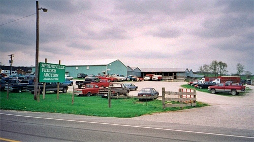 Springville Feeder Auction